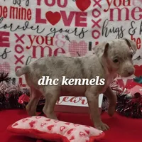 Speck- male, a male Rat Terrier for sale in Grovespring, MO – Photo 3 of 6