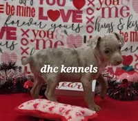 Speck- male, a male Rat Terrier for sale in Grovespring, MO – Photo 3 of 6