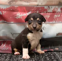 Rider- AKC Mini Male, a male Rat Terrier for sale in Grovespring, MO – 1 of 3