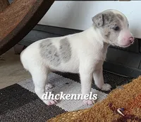 BLUE MERLE FEMALE, a female Rat Terrier for sale in Grovespring, MO – 3 of 3