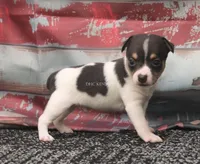 SPIRIT- TOY MALE , a male Rat Terrier for sale in Grovespring, MO – 3 of 4