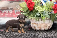Liberty- Toy Female, a female Rat Terrier for sale in Grovespring, MO – 4 of 5