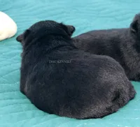 AKC Kindle- Female docked tail, a female Schipperke for sale in Grovespring, MO – 2 of 3