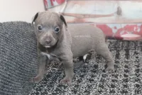 Smokey- blue male, a male Rat Terrier for sale in Grovespring, MO – 3 of 4