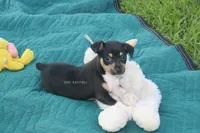 Ranger- AKC tri male, a male Rat Terrier for sale in Grovespring, MO – 3 of 9