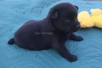 AKC- LILY (NATURAL TAIL), a female Schipperke for sale in Grovespring, MO – 2 of 3