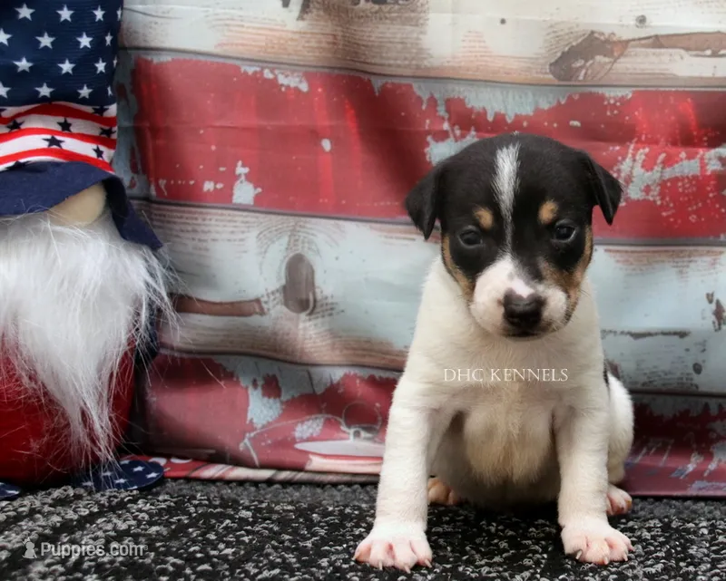 Journey- AKC Mini Male – Rat Terrier puppy for sale in Grovespring, MO