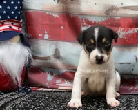 Journey- AKC Mini Male, a male Rat Terrier for sale in Grovespring, MO – 1 of 4