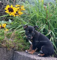 AKC Bruno-Standard size , a male Rat Terrier for sale in Grovespring, MO – 4 of 4