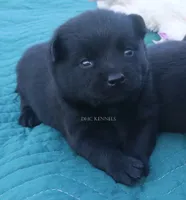 AKC- LILY (NATURAL TAIL), a female Schipperke for sale in Grovespring, MO – 1 of 3