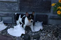 AKC DIESEL-STANDARD SIZE, a male Rat Terrier for sale in Grovespring, MO – 2 of 4