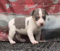 Boone- blue and white male, a male Rat Terrier for sale in Grovespring, MO – 3 of 4