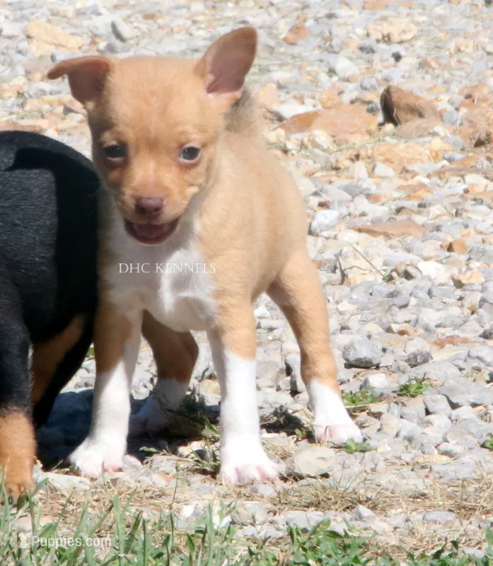 COPPER- APRICOT/WHITE MINI  – Rat Terrier puppy for sale in Grovespring, MO
