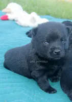 AKC Kindle- Female docked tail, a female Schipperke for sale in Grovespring, MO – 3 of 3
