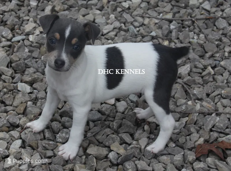 Dakota MINI BLUE TRI MALE – Rat Terrier puppy for sale in Grovespring, MO