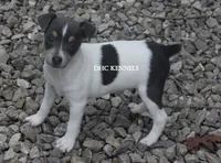 Dakota MINI BLUE TRI MALE, a female Rat Terrier for sale in Grovespring, MO – 1 of 7