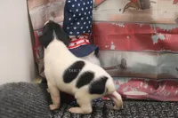 Rebel- AKC Mini Male, a male Rat Terrier for sale in Grovespring, MO – 2 of 5