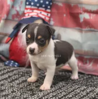 SPIRIT- TOY MALE , a male Rat Terrier for sale in Grovespring, MO – 2 of 4