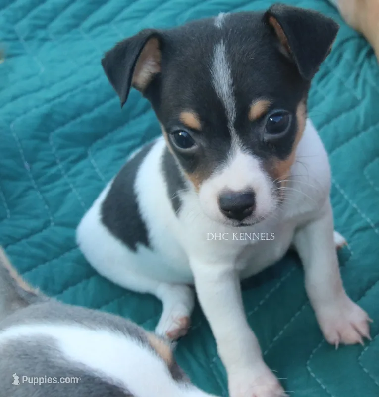 SPIRIT- TOY MALE  – Rat Terrier puppy on hold in Grovespring, MO