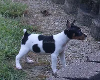 AKC Maggie- Standard Size, a female Rat Terrier for sale in Grovespring, MO – 3 of 4