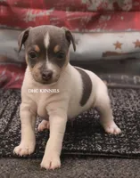 BONNIE MINI MALE #1, a male Rat Terrier for sale in Grovespring, MO – 3 of 3