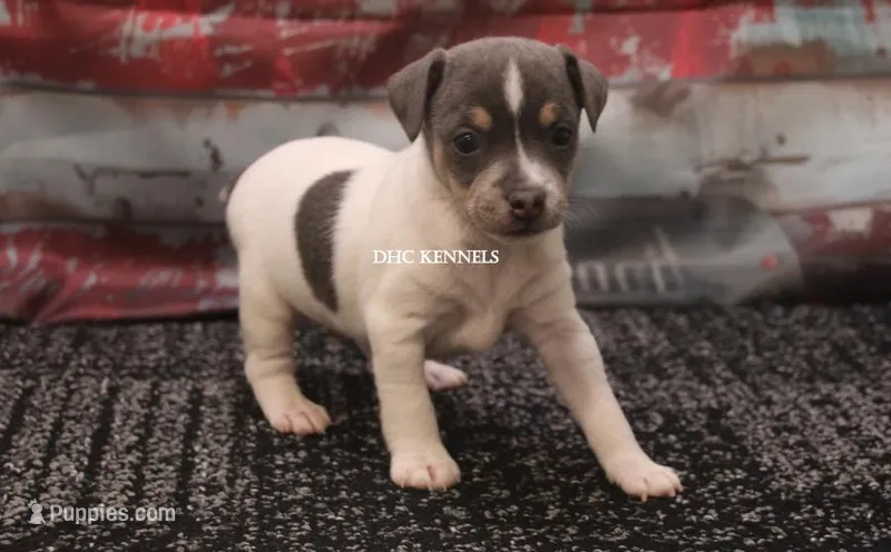 BONNIE MINI MALE #1 – Rat Terrier puppy for sale in Grovespring, MO