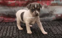 BONNIE MINI MALE #1, a male Rat Terrier for sale in Grovespring, MO – 1 of 3