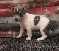 BONNIE MINI MALE #1, a male Rat Terrier for sale in Grovespring, MO – 2 of 3