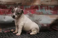 BONNIE MINI MERLE MALE #3, a male Rat Terrier for sale in Grovespring, MO – 1 of 4