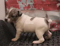 BONNIE MINI MERLE MALE #3, a male Rat Terrier for sale in Grovespring, MO – 2 of 4