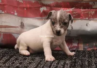 BONNIE MINI MERLE MALE #3, a male Rat Terrier for sale in Grovespring, MO – 3 of 4