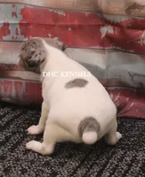 BONNIE MINI MERLE MALE #3, a male Rat Terrier for sale in Grovespring, MO – 4 of 4