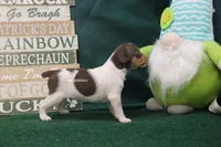  MILKSHAKE, a male Rat Terrier for sale in Grovespring, MO – Photo 3 of 3