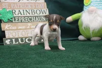  MILKSHAKE, a male Rat Terrier for sale in Grovespring, MO – Photo 1 of 3