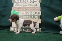  MILKSHAKE, a male Rat Terrier for sale in Grovespring, MO – Photo 2 of 3