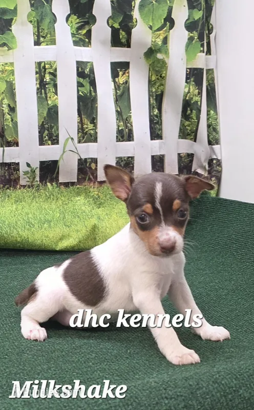  MILKSHAKE – Rat Terrier puppy for sale in Grovespring, MO