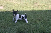 AKC Maggie- Standard Size, a female Rat Terrier for sale in Grovespring, MO – 4 of 4