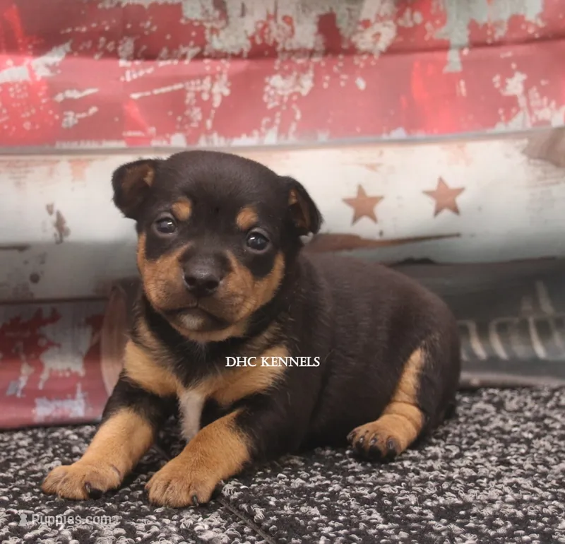 RAISEN- BLK TAN MINI – Rat Terrier puppy on hold in Grovespring, MO