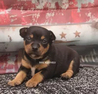 RAISEN- BLK TAN MINI, a female Rat Terrier for sale in Grovespring, MO – 1 of 4