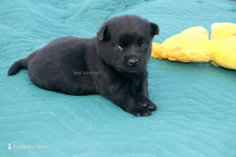 Sissy- AKC female (natural tail) – Schipperke puppy for sale in Grovespring, MO