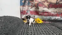 TRI FEMALE TOY, a female Rat Terrier for sale in Grovespring, MO – 3 of 3