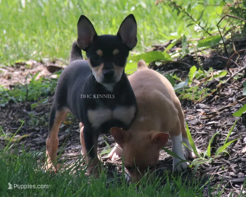 CANYON- BLK/TAN MINI MALE – Rat Terrier puppy on hold in Grovespring, MO
