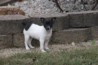 TRI FEMALE, a female Rat Terrier for sale in Grovespring, MO – 2 of 3