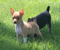 COPPER- APRICOT/WHITE MINI , a male Rat Terrier for sale in Grovespring, MO – 2 of 4