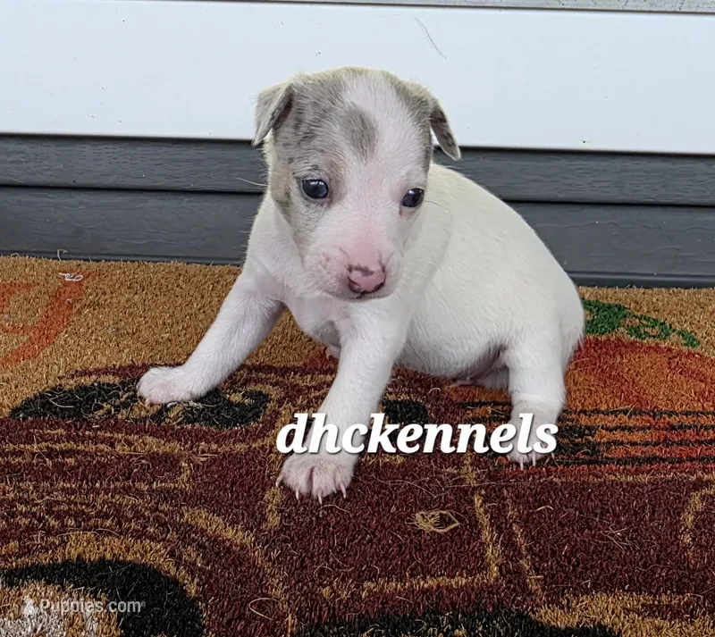 BLUE MERLE FEMALE – Rat Terrier puppy for sale in Grovespring, MO