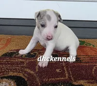 BLUE MERLE FEMALE, a female Rat Terrier for sale in Grovespring, MO – 1 of 3