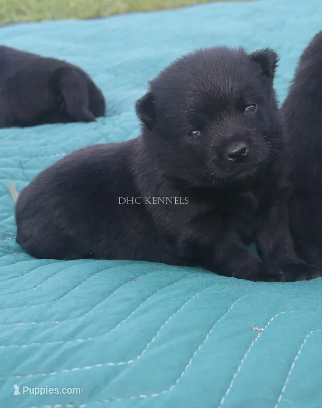 AKC Kindle- Female docked tail – Schipperke puppy for sale in Grovespring, MO