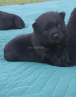 AKC Kindle- Female docked tail, a female Schipperke for sale in Grovespring, MO – 1 of 3