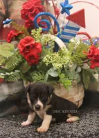 Dixie- AKC Mini Female, a female Rat Terrier for sale in Grovespring, MO – 2 of 4