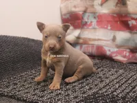 GUNTHER- BLUE/TAN MINI MALE, a male Rat Terrier for sale in Grovespring, MO – 1 of 4